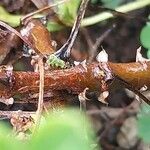 Pelargonium exhibens Bark