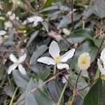 Clematis armandi Flor