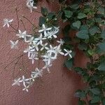 Clematis terniflora Leaf