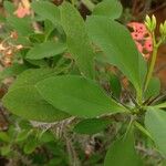 Euphorbia milii Foglia