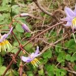 Dianella ensifolia Flor