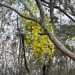 Cassia fistulaFlower