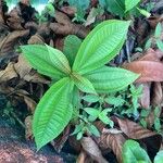 Miconia crenata Feuille