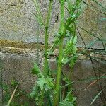 Urospermum picroides Écorce