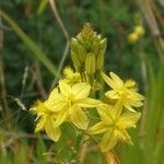 Bulbine bulbosa 花