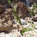 Eragrostis pectinacea Λουλούδι