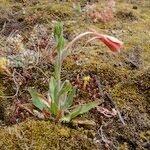 Oenothera longiflora Συνήθη χαρακτηριστικά