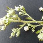 Rubus leightonii Квітка