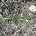 Clinopodium nepetaFlower