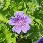 Geranium platypetalumBlüte