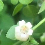 Salpichroa origanifolia Blüte