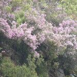 Erica australis Staniste