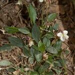 Viola saxifraga Habitat