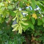 Acer cissifolium Fruto