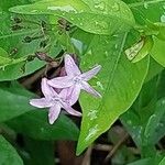 Amsonia orientalis