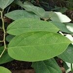 Aristolochia littoralis Leaf