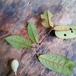 Annona haematantha Leaf