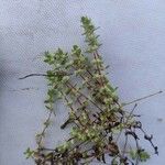 Illecebrum verticillatum Blomst