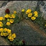 Saxifraga chrysantha