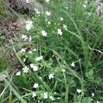 Moehringia ciliata Habit