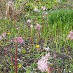 Darmera peltata Habitus