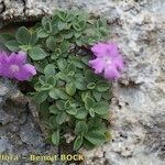 Primula allionii Habit