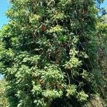 Castanospermum australe Хабит