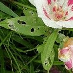 Clarkia amoena Blüte