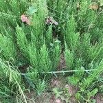 Equisetum arvense برگ