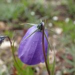 Campanula scheuchzeri Flower