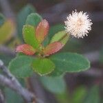 Pancheria alaternoides Flower