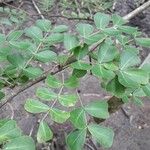 Haematoxylum campechianum Blatt