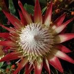 Protea cynaroides Virág