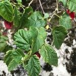 Abutilon megapotamicumपत्ता