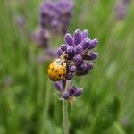 Lavandula angustifolia Virág