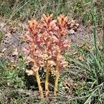 Orobanche alba Fula