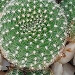 Rebutia minuscula List