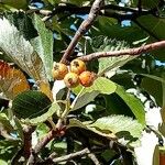 Sorbus aria Meyve