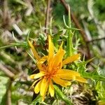 Scolymus hispanicus Fleur