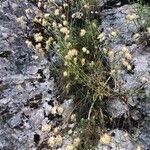 Anthyllis vulneraria Çiçek