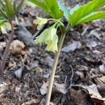 Cardamine enneaphyllos Flor