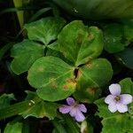 Oxalis violacea Лист