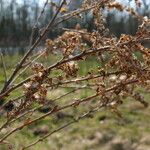 Solidago altissima ফল