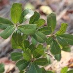 Ficus craterostoma Hoja