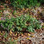 Clinopodium nepeta Habit