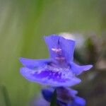 Glechoma hirsuta Flower