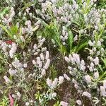 Trifolium arvense Habit