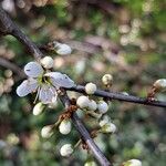 Prunus spinosa Λουλούδι