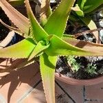 Aloe perfoliataЛіст