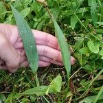 Alisma lanceolatum Hoja